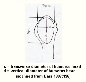 humerus measurements
