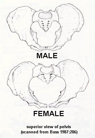 male and female pelvis