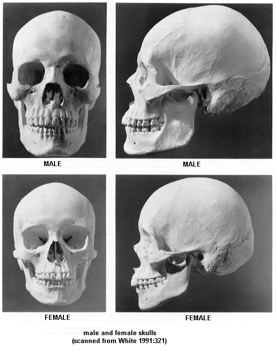 skull photos
