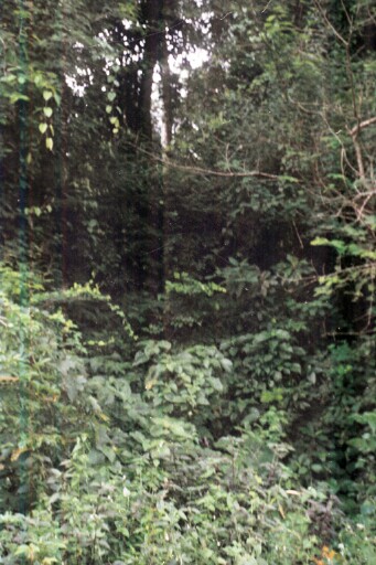 The jungle shrine of Ihu Nne Chukwu at Obiene