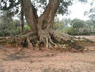 A tree in Mbawsi, located a couple of miles from Aro headquarters