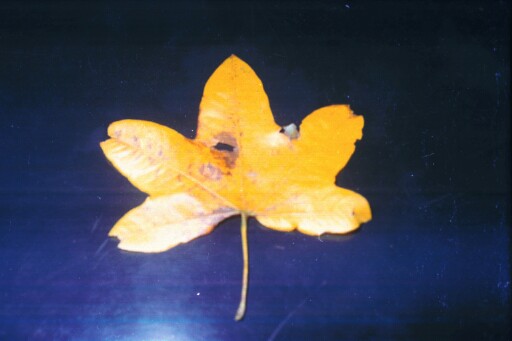 A leaf from the Hollowed Tree Tower at Umuigwe