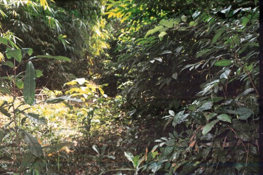 A forest on the former slave trade route in Uzuakoli