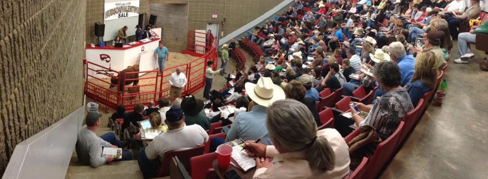 Longhorn Cattle Sale