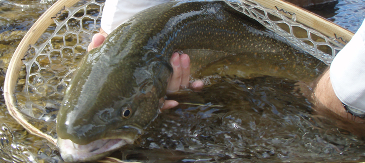 Bull Trout - Blackfoot River, Montana