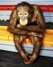 Bored Monkey