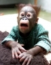 Funny Monkey