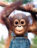Hilarious Monkey