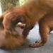 Monkeys Playing