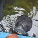 Manatee