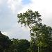 Oropendola
