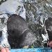 Manatee