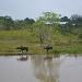 Water Buffalo