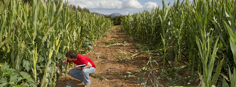 #caption4 Clark inspects hippo damage in a corn field near the Blyde River in Limpopo province of South Africa. In addition to working on his own Honors Capstone Experience/Thesis project, Clark is assisting graduate student Molly Duvall with her thesis. Duvall’s research aims to decrease human-animal conflict through the use of scarecrows that release smells and sounds of predators.