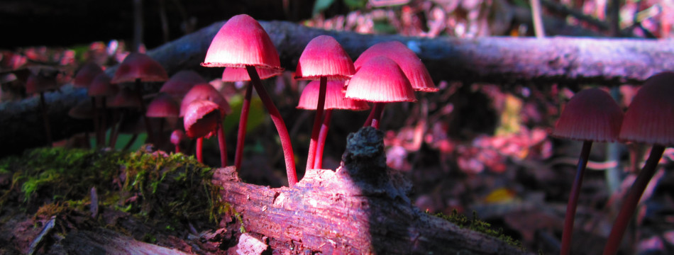 Natural wonders abound at the McChesney Field Campus