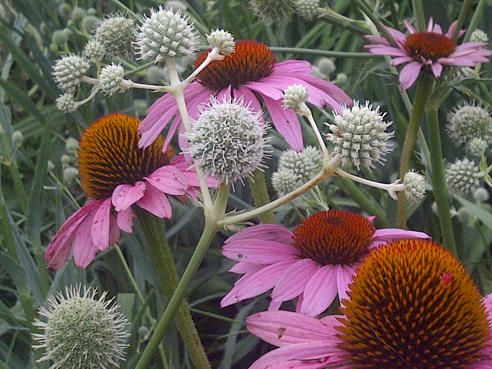 Native Flowers