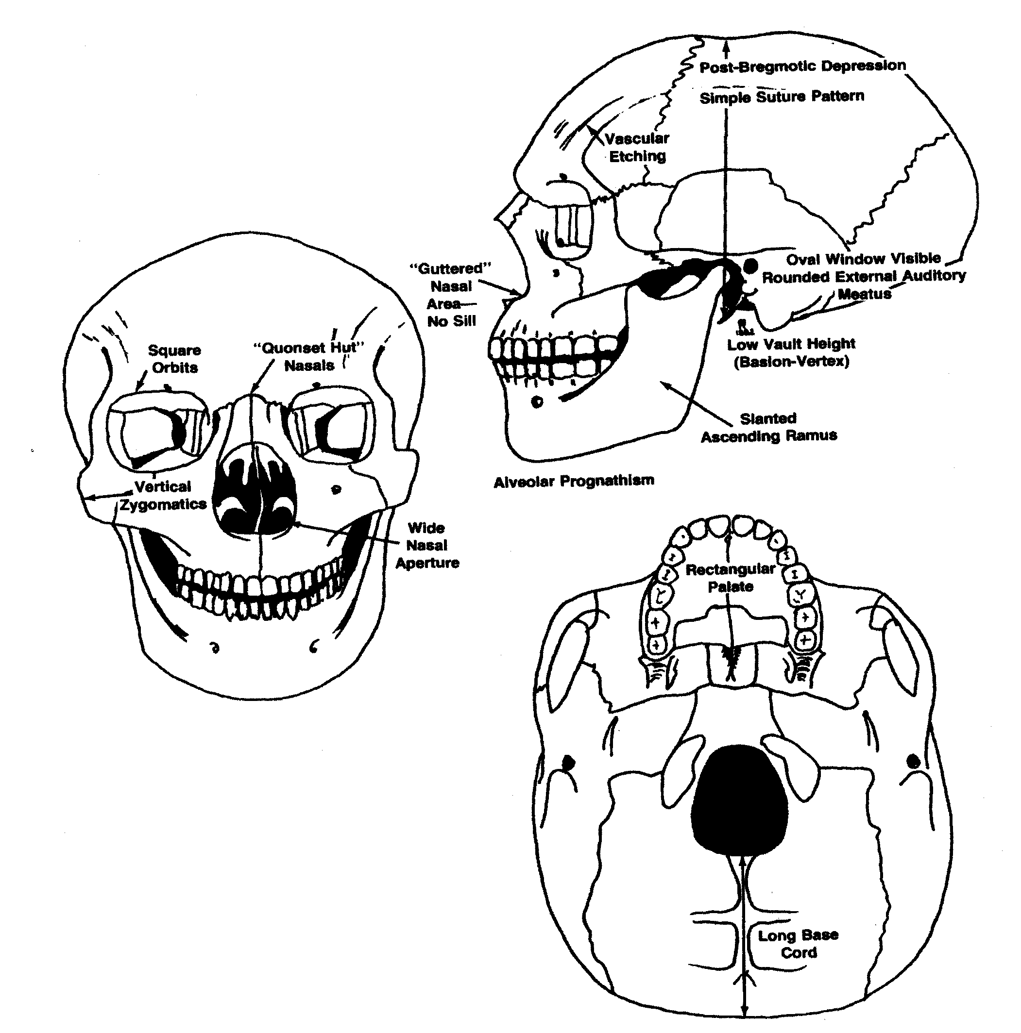 Negroid skull drawings left