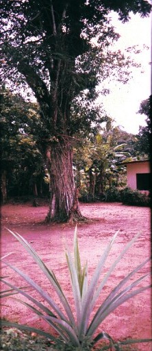 A tree still standing at a former slave trade market