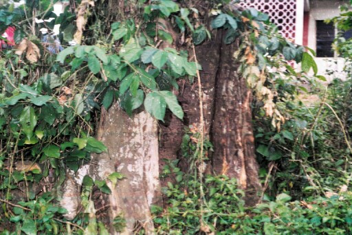 A big tree in Omemgboji's compound in Ndi Mgborogwu