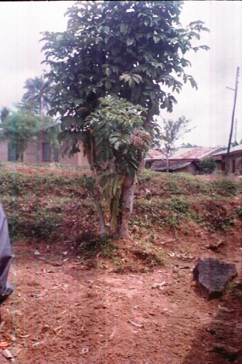 First ancestral compound at Abuma Ututu