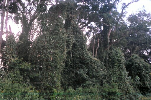 A sacred forest in Amaeke where the founder of Ututu first settled