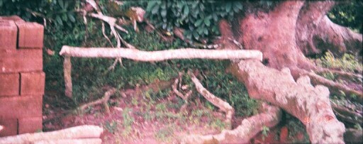 Surface roots of the achi tree at Eke Oba Agbagwu, the former slave market