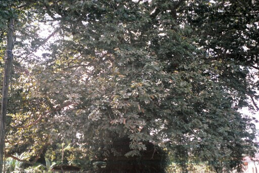 The achi tree in Eke Oba
