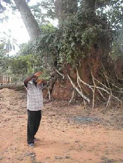 Omee relating the legend of the Achi tree in Eke Oba Market in Uzuakoli.