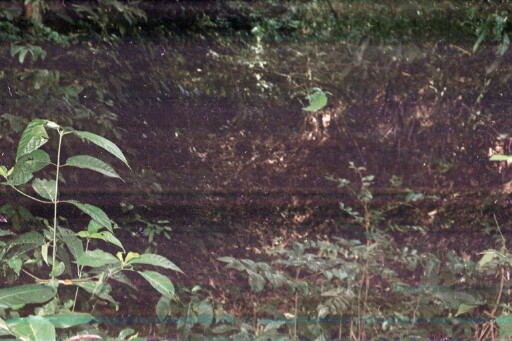 A gully and forest trails on Uguwu Mgbele Nkume (Stoney Hill)