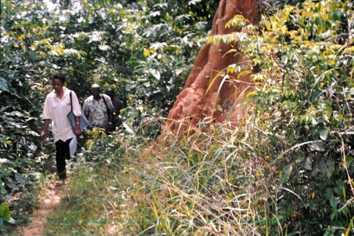 Forest trails and footpaths that served as detour slave trade routes