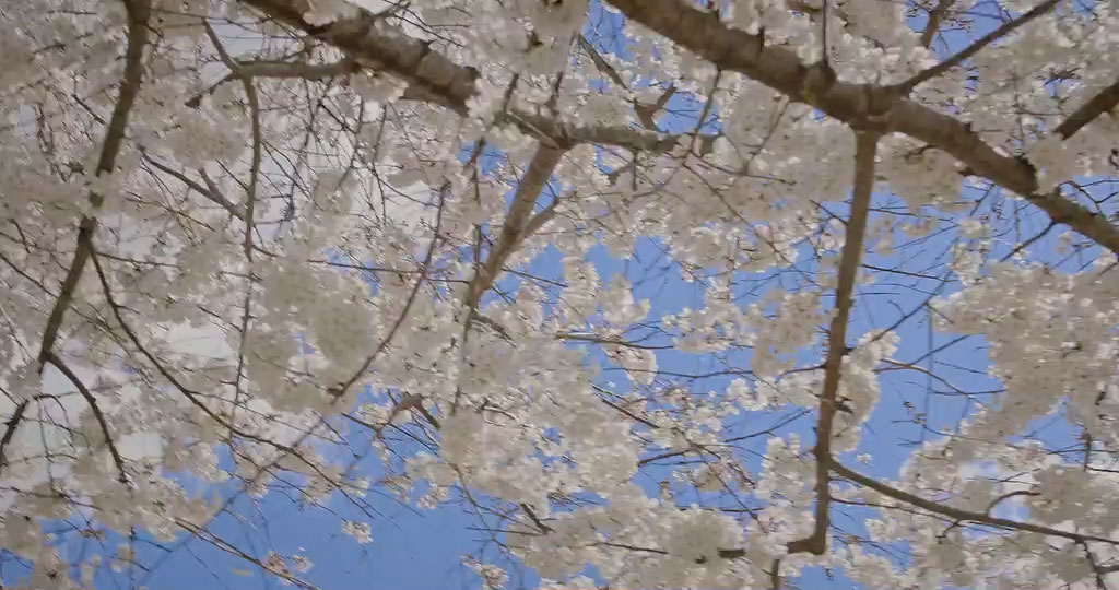 Looking up into a freshly blossomed cherry tree against the sky