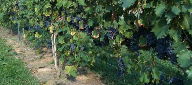 Grapes growing on WKU's vineyard