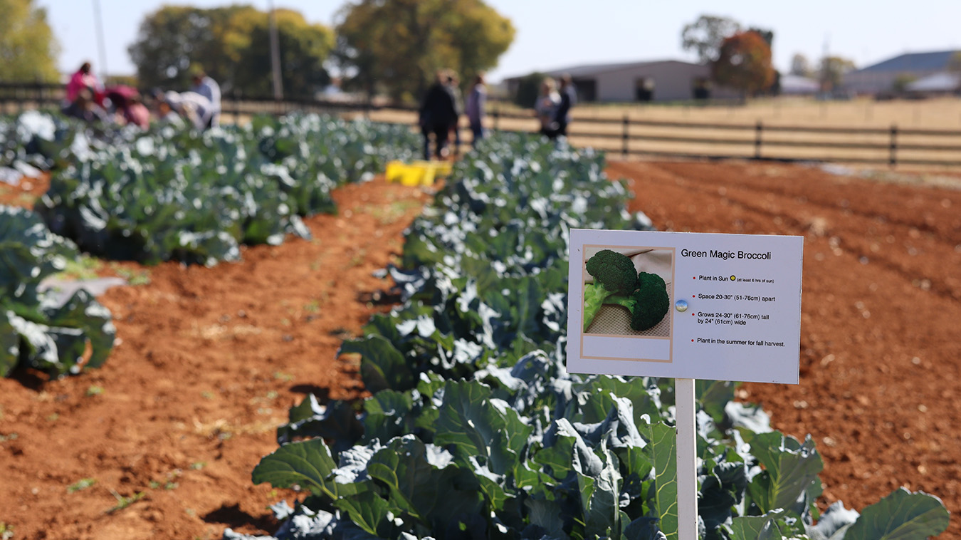 Crops at the WKU Farm