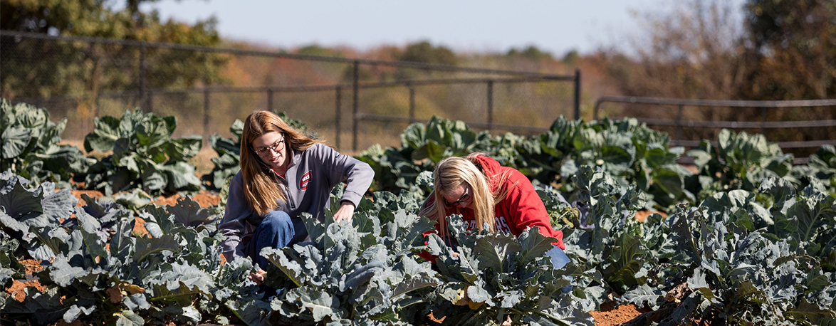 Two WKU students harvest vegetables.