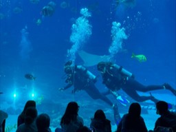 Students diving