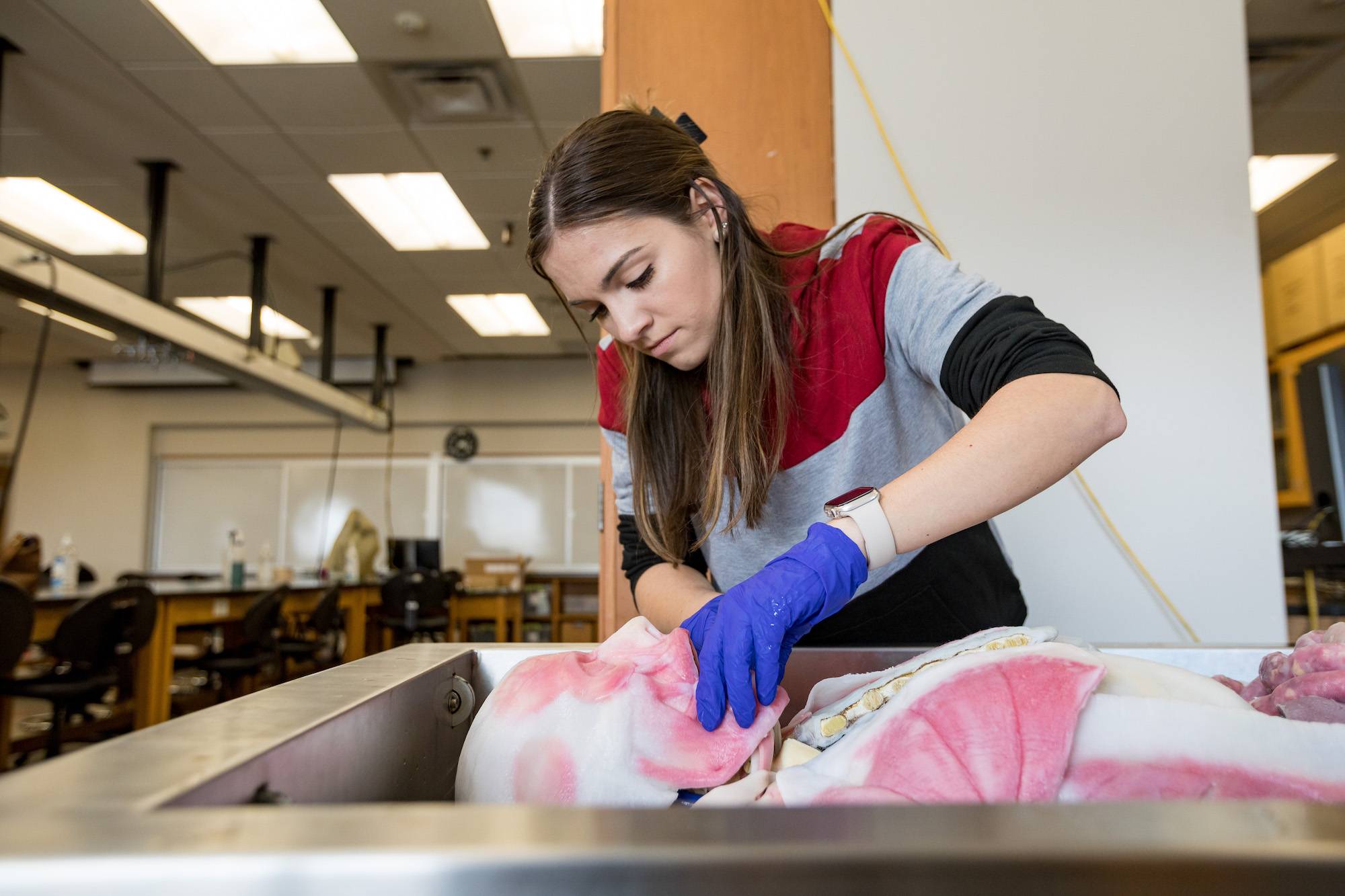 WKU student examines the mouth of artificial cadaver in WKU Biology lab.