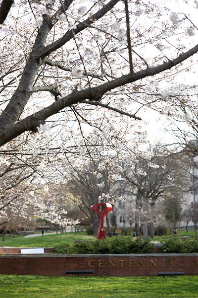 centennial mall statue framed by cherry blossoms at wku
