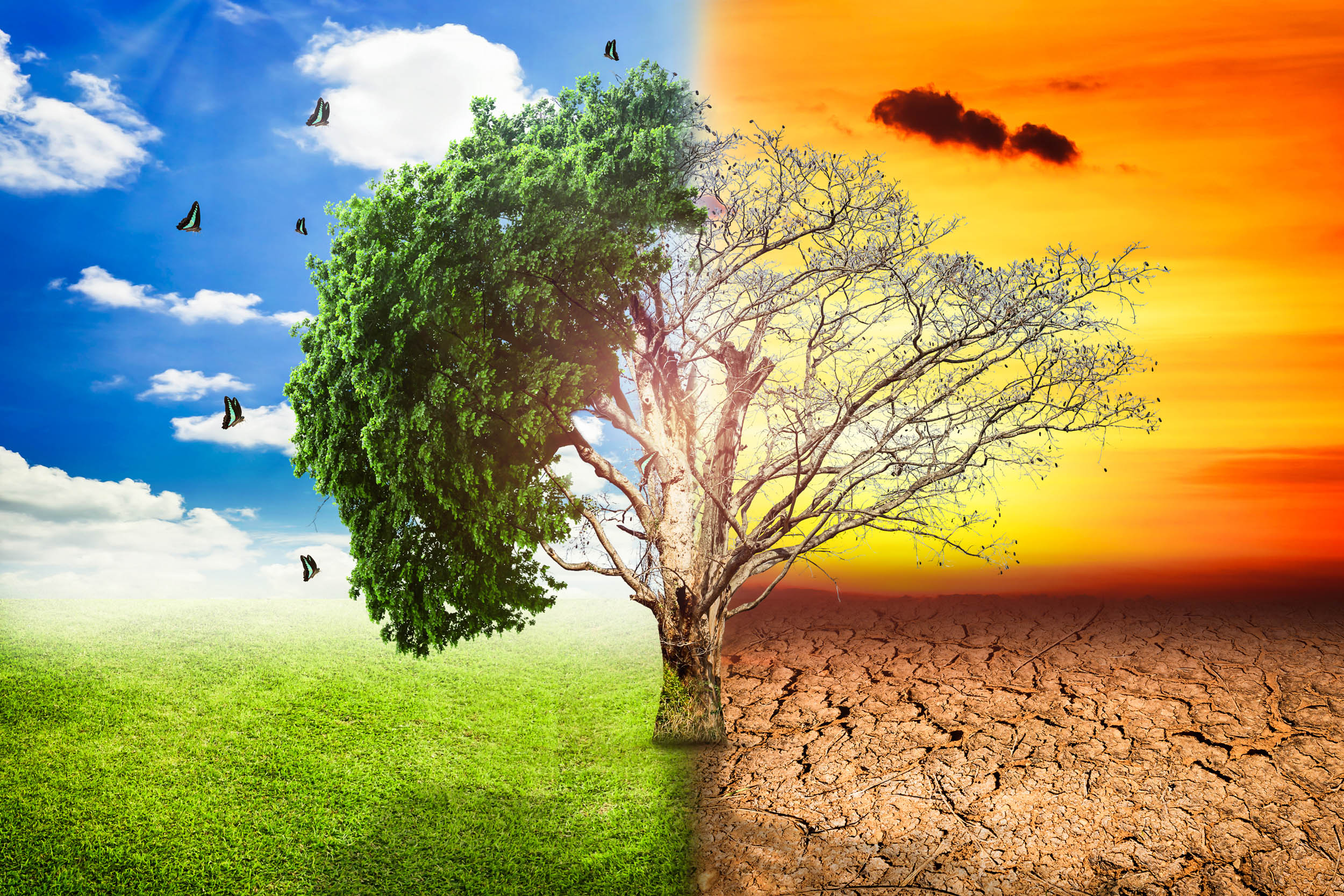 a tree divided with one half thriving and the other dried in a desert landscape
