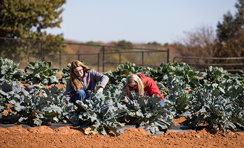 WKU listed in 'Guide to Green Colleges' for 13th straight year