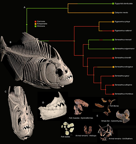 Student-Driven Research at WKU Leads to Publication on Piranha Bite Stress