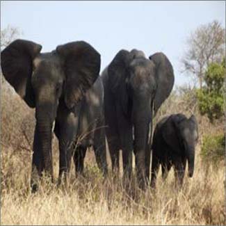 WKU Global Reach: Professor’s Unforgettable Research on Elephant Behavior