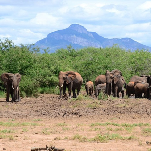 Grant supports WKU research on human-elephant conflict in agricultural region of Kenya