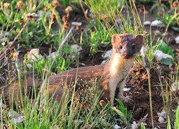 Arizona BatWatch participants document long-tailed weasel at Coronado National Memorial