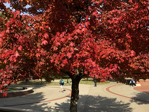 Today@WKU: November 8, 2018