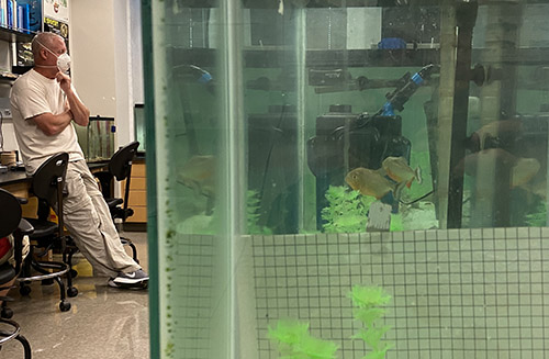 Biology faculty member revisits research on piranhas - WKU News