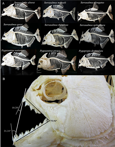 Huskey, others refute hypothesis that piranhas affected evolution