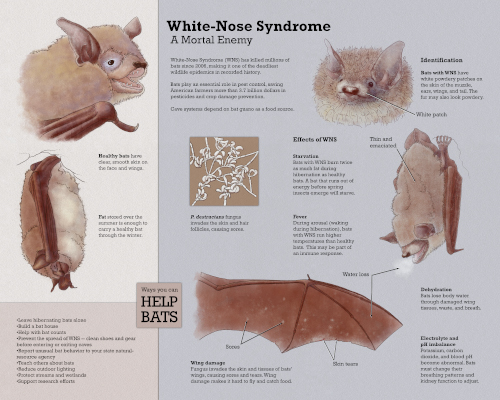 White Nose Syndrome data visualization