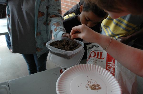 Planting tomato seeds