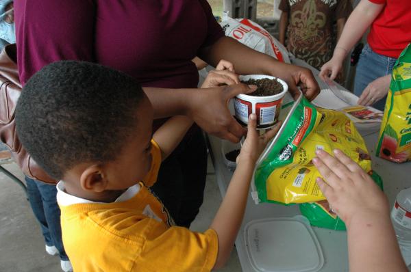 Planting tomato seeds