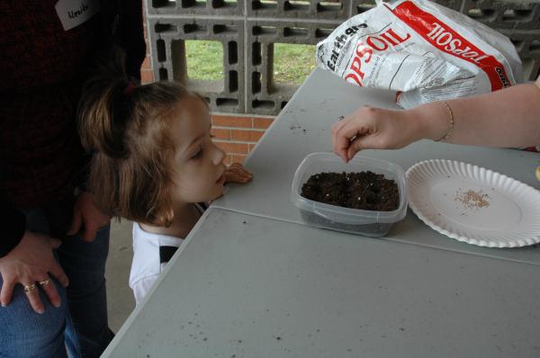 Planting tomato seeds